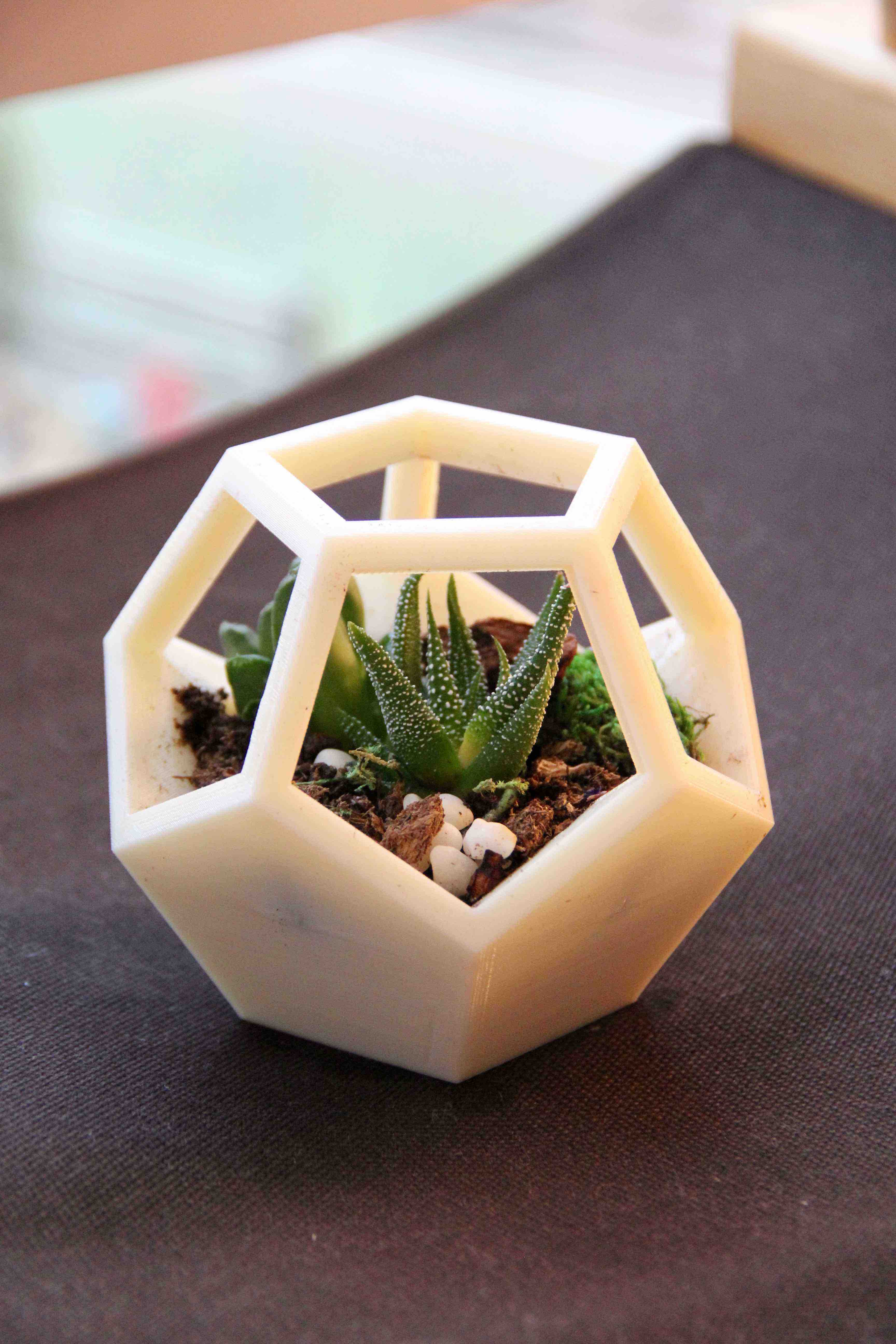 finished dodecahedron terrarium